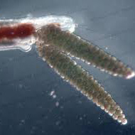 parasite anchor worm