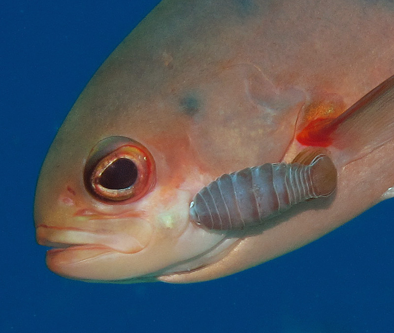 parasitik isopod hexamita